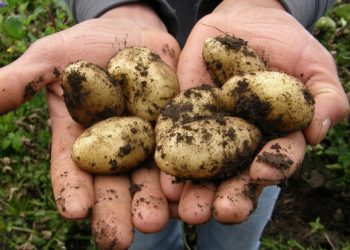 Hastalık tespit edildi… Hepsi toplatılıyor