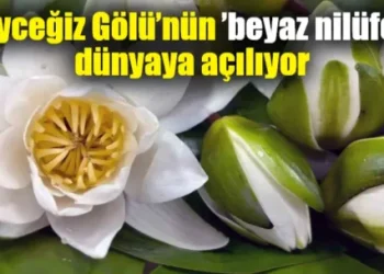 Köyceğiz Gölü’nün ’beyaz nilüfer’i dünyaya açılıyor