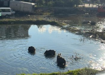 Milas’ta Yaban Domuzları Göleti Mesken Tuttu