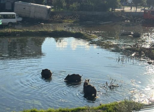 Milas’ta Yaban Domuzları Göleti Mesken Tuttu
