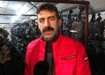 800 metrekarelik serada üretiyor: Aylık 660 bin lira kazanıyor