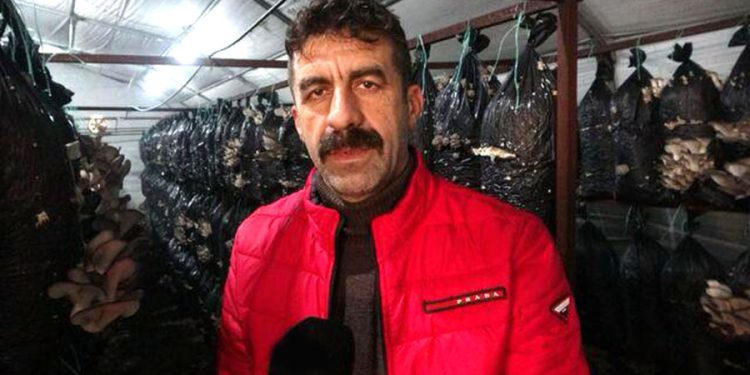 800 metrekarelik serada üretiyor: Aylık 660 bin lira kazanıyor