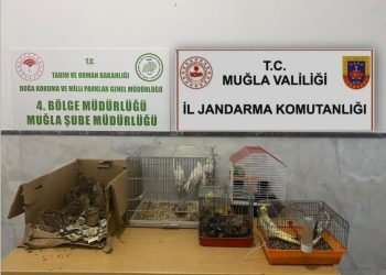 Menteşe’de kaçak ırk hayvan satıcılarına 77 bin 500 TL ceza