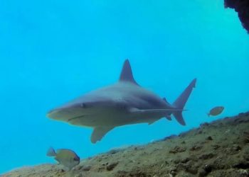 Muğla’da saldırgan olmayan köpek balığı sayısı artıyor
