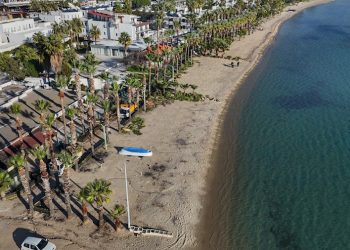 Palmiyelerde Bakım Zamanı