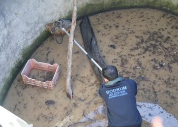 Yer Sarnıcına Düşen Tilki Belediye Ekiplerince Kurtarıldı