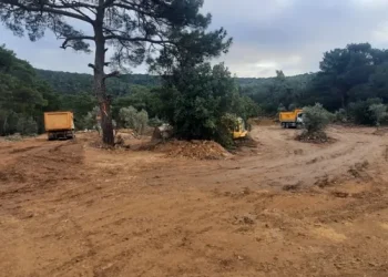 Bodrum’da zeytin katliamına sert tepki “Zeytin yerine beton yeriz artık”