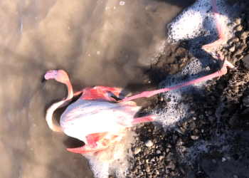 Allı turnalar akın akın geldiler, oltalara takılıp öldüler