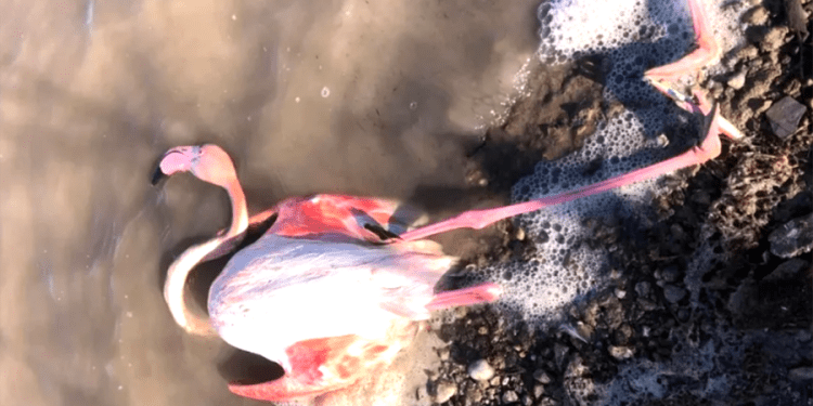 Allı turnalar akın akın geldiler, oltalara takılıp öldüler