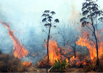 Milas’ta makilik alan yangını