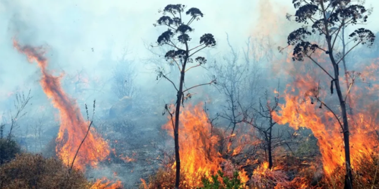 Milas’ta makilik alan yangını