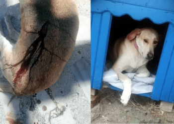 BODRUM’DA KÖPEĞİ POMPALI TÜFEKLE VURAN AVUKAT GÖZALTINA ALINDI