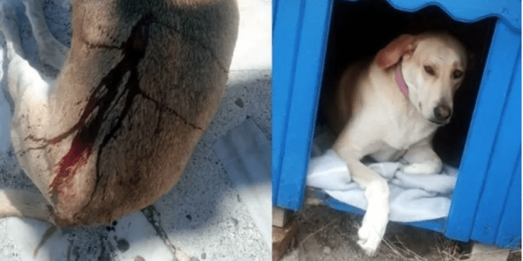 BODRUM’DA KÖPEĞİ POMPALI TÜFEKLE VURAN AVUKAT GÖZALTINA ALINDI