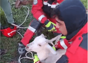 Muğla’da kuyuya düşen keçi kurtarıldı