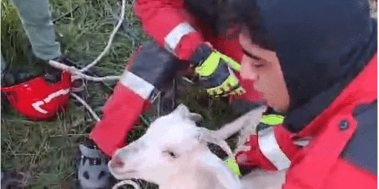 Muğla’da kuyuya düşen keçi kurtarıldı