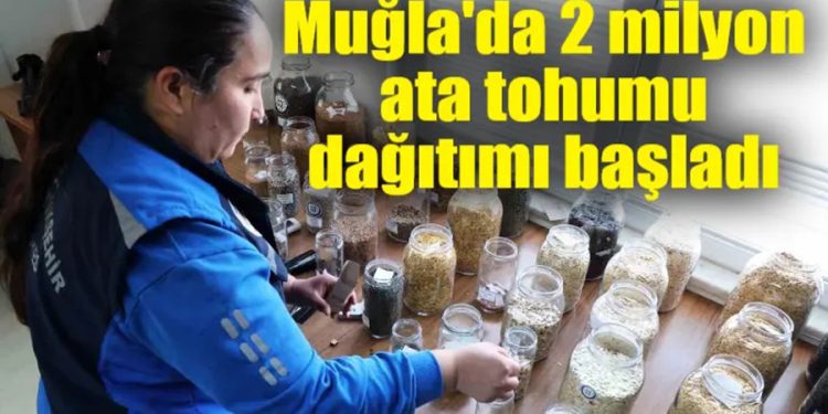 Muğla’da 2 milyon ata tohumu dağıtımı başladı