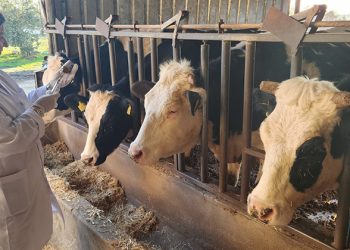 Muğla’da Şap Hastalığı Tespit Edildi