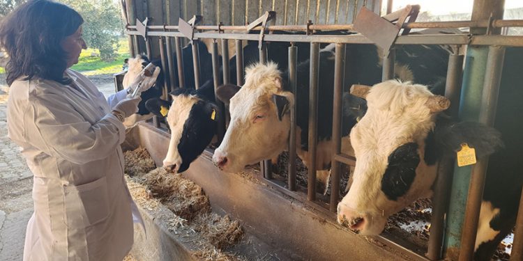 Muğla’da Şap Hastalığı Tespit Edildi