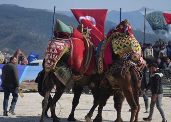 Milas’ta develer spor için güreşti