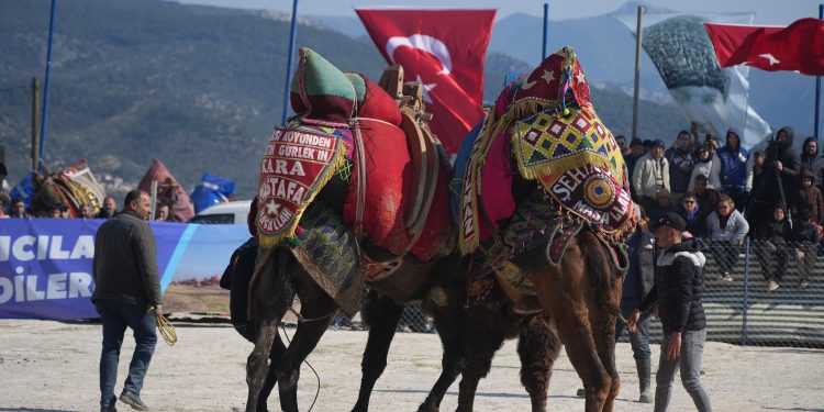 Milas’ta develer spor için güreşti