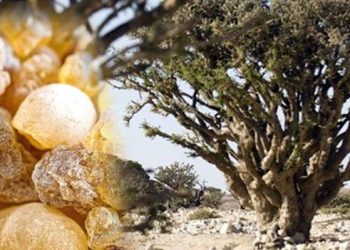 Muğla’nın Mucizevi Şifası