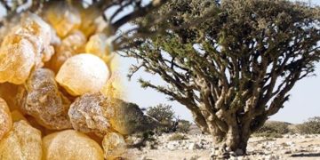 Muğla’nın Mucizevi Şifası