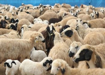 Bakan duyurdu: Sosyal medyaya yeni düzenleme: Kademeli yaş kısıtlaması geliyor