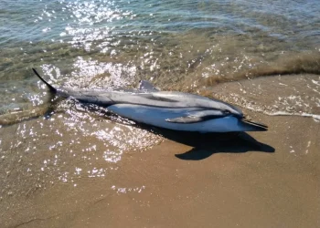 Ege’de yunuslar trol ağlarının kurbanı oluyor, 58 yunus öldü