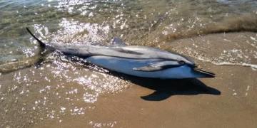 Ege’de yunuslar trol ağlarının kurbanı oluyor, 58 yunus öldü