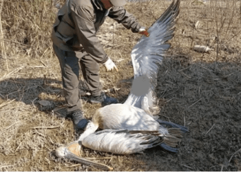 DÜNYA YABAN HAYATI GÜNÜNDE NESLİ TEHLİKE ALTINDA OLAN  TEPELİ PELİKANI ÖLDÜRDÜLER