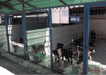 Bodrum Belediyesi’ne Sokak Hayvanları nedeniyle 100 milyon TL.lik ceza kesildi, İDDİASI