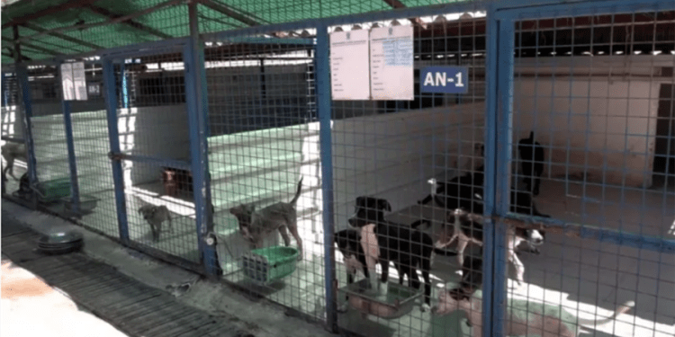 Bodrum Belediyesi’ne Sokak Hayvanları nedeniyle 100 milyon TL.lik ceza kesildi, İDDİASI