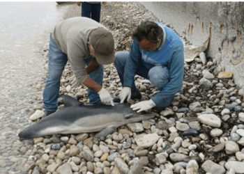 2 YUNUS 1 KAPLUMBAĞA ÖLÜ BULUNDU