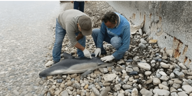 2 YUNUS 1 KAPLUMBAĞA ÖLÜ BULUNDU