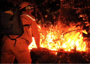 Milas’ta korkutan orman yangını