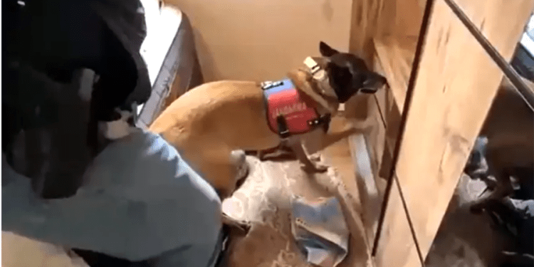 Bodrum’da Uçak’tan uyuşturucu operasyonu 3,5 kilogram yakalandı