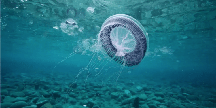 Bodrum sahillerini deniz anaları bastı, uzmanı inceleme yaptı