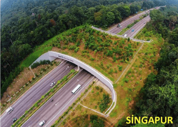 BODRUM- İZMİR YOLLARINA EKOLOJİK GEÇİTLER YAPILMALI