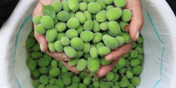 Menteşe’de Çağlanın Kilosu Bin TL’den Satılıyor