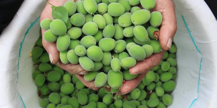 Menteşe’de Çağlanın Kilosu Bin TL’den Satılıyor