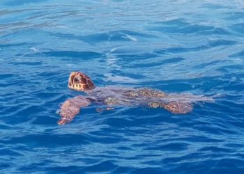 Dünyaca ünlü çevre örgütleri ayağa kalktı