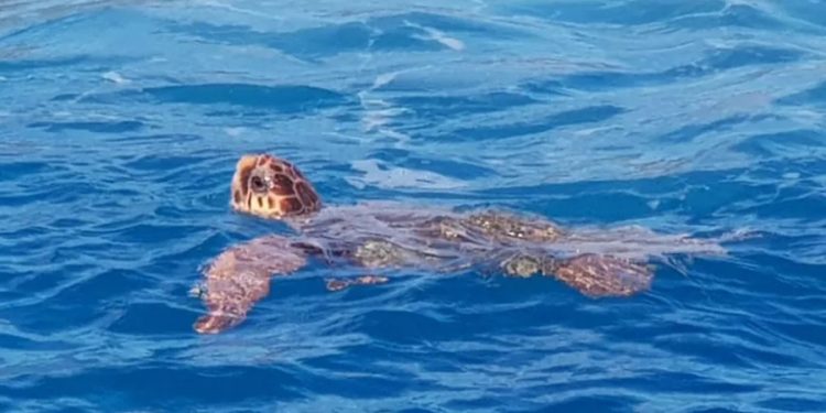 Dünyaca ünlü çevre örgütleri ayağa kalktı