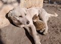 Kedi ve Köpeklerin çiplendirme süresi yıl sonuna kadar uzatıldı