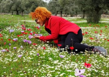 Bodrum’a bahar erken geldi, yürüyüş grupları kırların tadını çıkardı