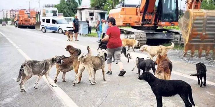Sahipsiz Köpek Sorununda Yeni Adımlar: İçişleri Bakanlığı’ndan Valiliklere Acil Talimat!