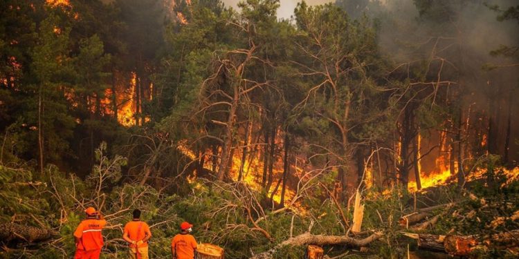 Muğla’da 2024 yılında 377 yangında 3 bin 465,7 hektar etkilendi