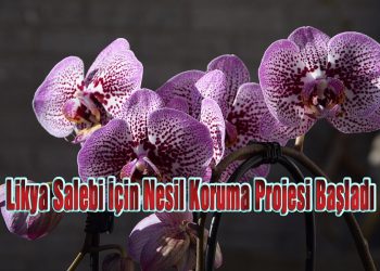 Likya Salebi İçin Nesil Koruma Projesi Başladı