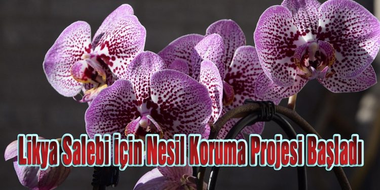 Likya Salebi İçin Nesil Koruma Projesi Başladı