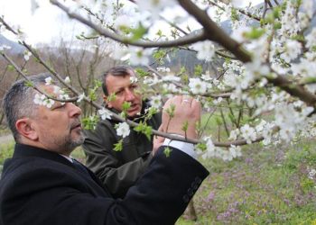 Amasyalı çiftçi, çiçek açan 300 ağacı dondurdu