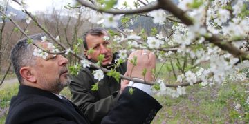 Amasyalı çiftçi, çiçek açan 300 ağacı dondurdu